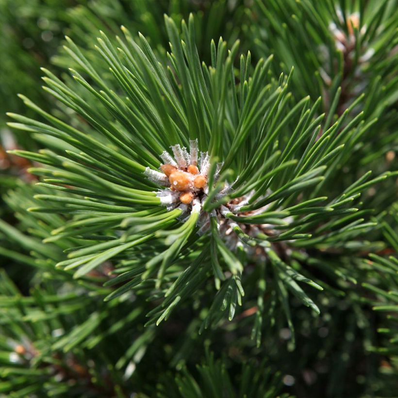 Pin de montagne - Pinus mugo Gnom (Foliage)