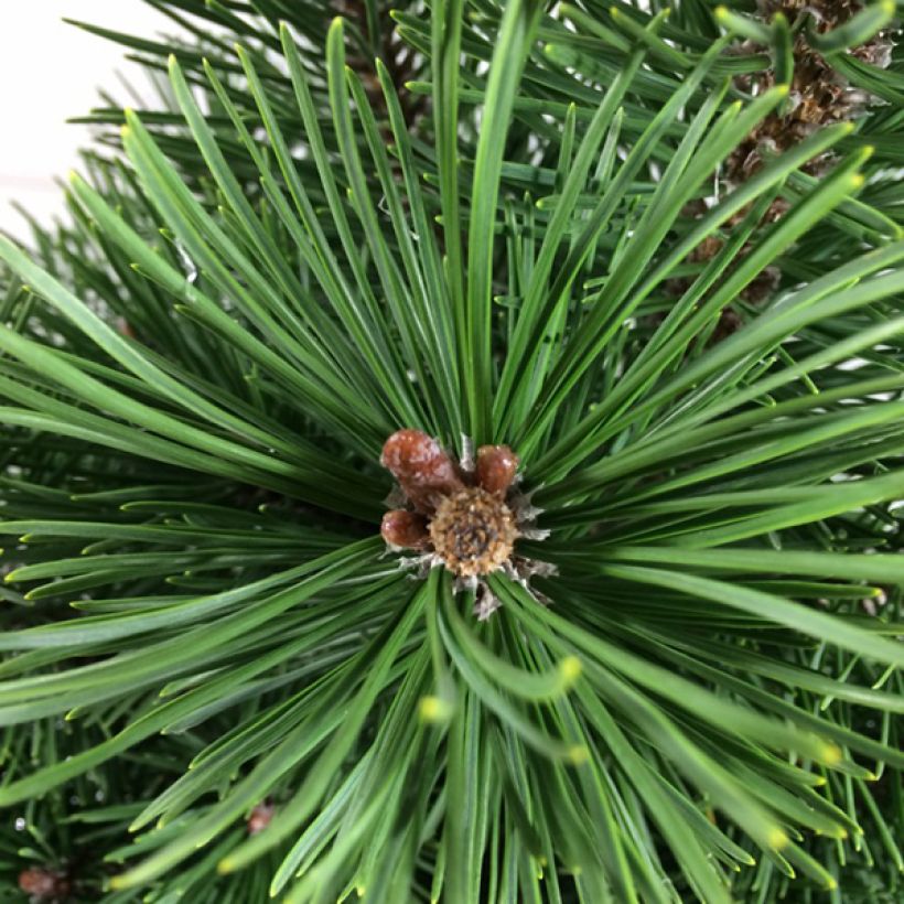 Pinus mugo Green Column - Pin de montagne                          (Foliage)
