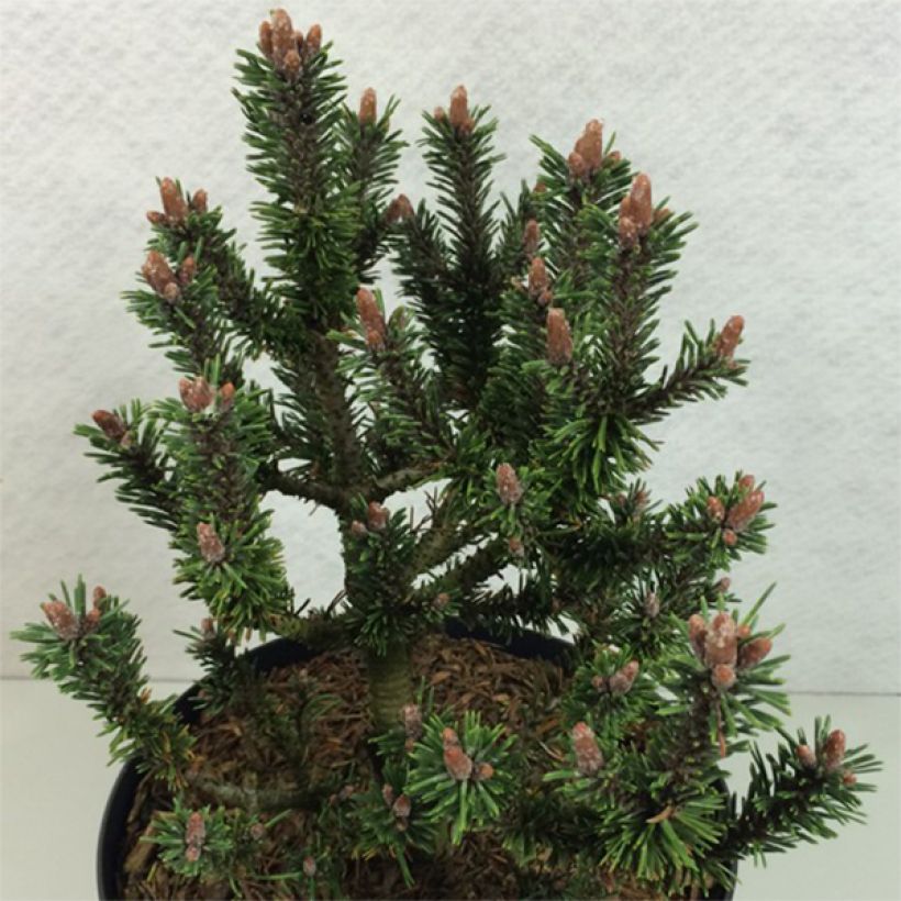 Pinus mugo Kissen - Pin de montagne                                (Plant habit)