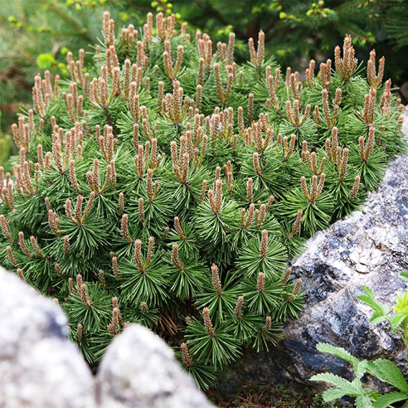 Pinus mugo Mops - Pin de montagne (Foliage)