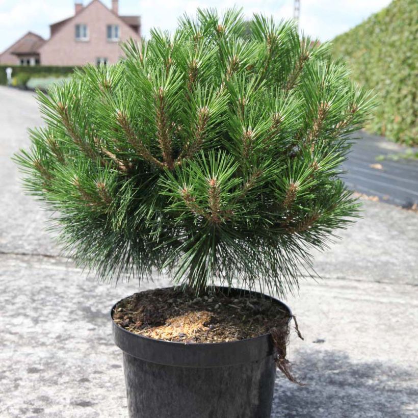 Pinus nigra Pierrick Brégeon  - Pin noir (Plant habit)
