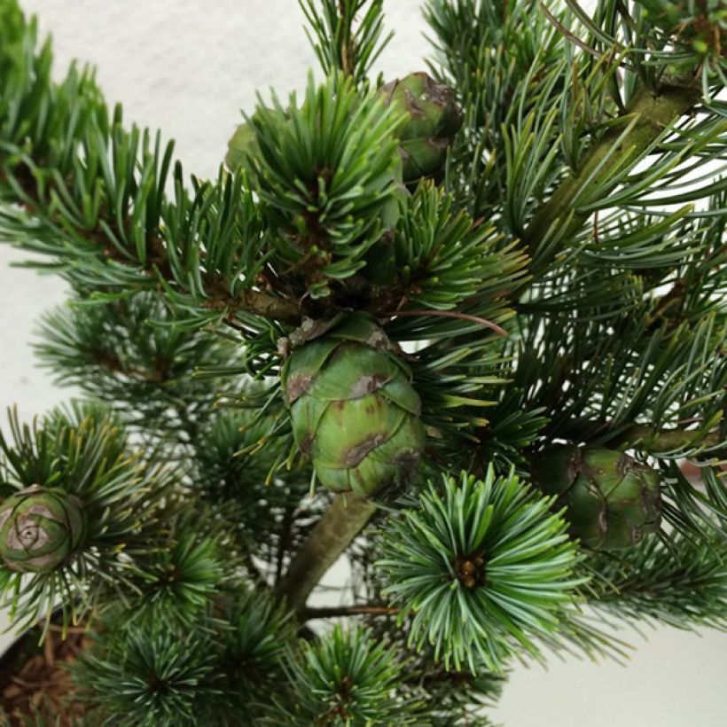 Pinus parviflora Azumi Goye - Pin blanc du Japon                     (Foliage)