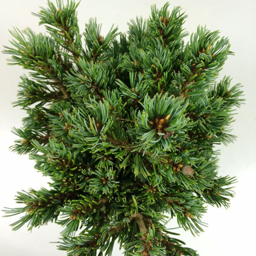 Pinus parviflora Beran - Pin blanc du Japon                           (Foliage)
