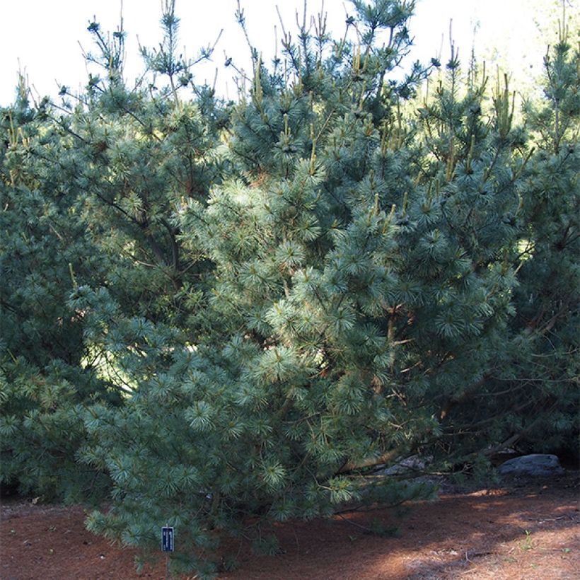 Pin blanc du Japon - Pinus parviflora Bergman                       (Plant habit)