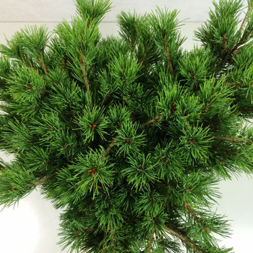 Pin blanc du Japon - Pinus parviflora Kokuho                      (Foliage)