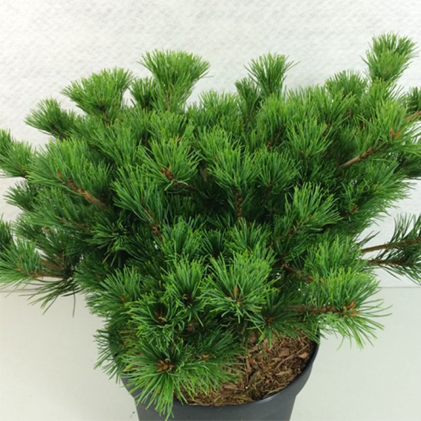 Pin blanc du Japon - Pinus parviflora Kokuho                      (Plant habit)
