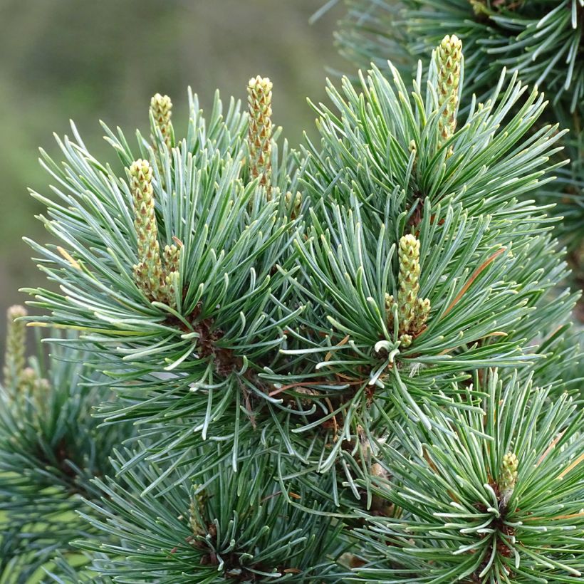 Pinus parviflora Negishi - Pin blanc japonais (Foliage)