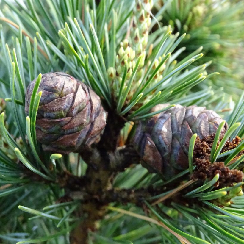 Pinus parviflora Negishi - Pin blanc japonais (Harvest)