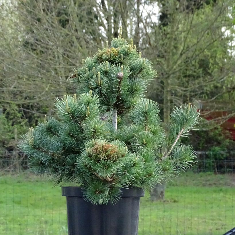 Pinus parviflora Negishi - Pin blanc japonais (Plant habit)