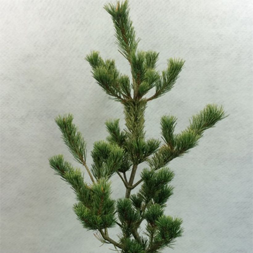Pin blanc du Japon - Pinus parviflora Ogon Goye                      (Plant habit)