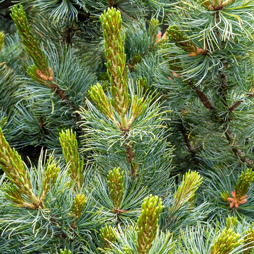 Pin blanc des japonais - Pinus parviflora Tempelhof (Foliage)
