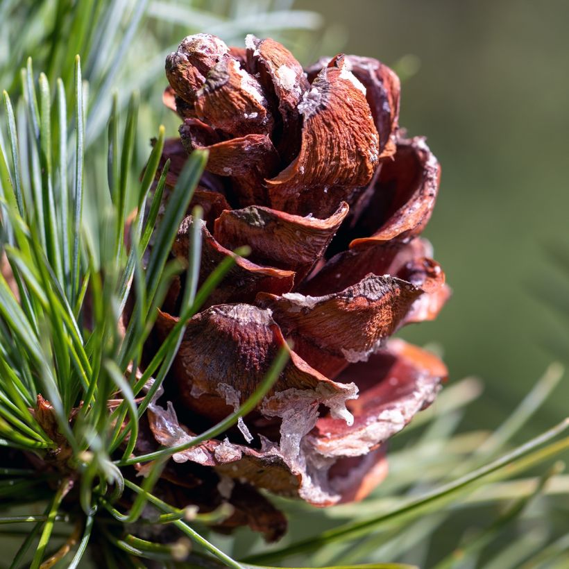 Pin blanc des japonais - Pinus parviflora Tempelhof (Harvest)