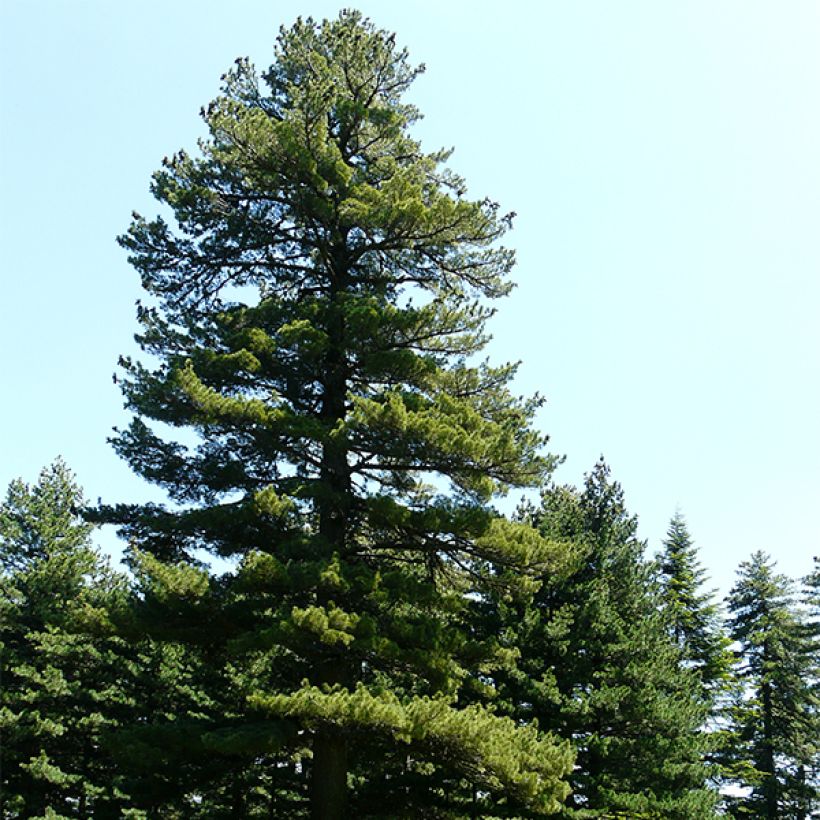 Pin de Macédoine - Pinus peuce                                  (Plant habit)