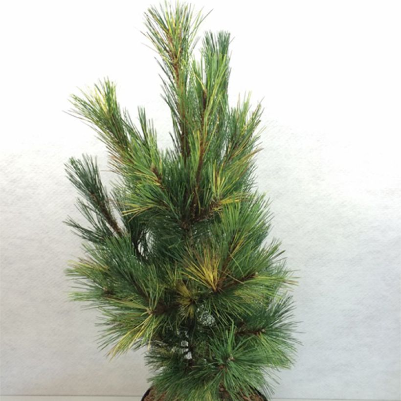 Pin de Macédoine - Pinus peuce Aureovariegata                       (Plant habit)