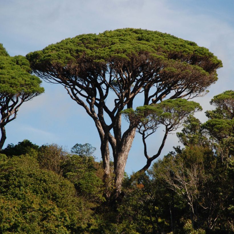Pinus pinea - Pin parasol (Plant habit)