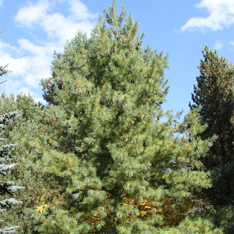 Pin hybride - Pinus schwerinii (Plant habit)