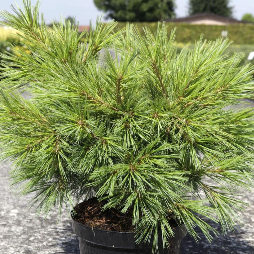 Pinus strobus Minima - Pin de Weymouth (Plant habit)