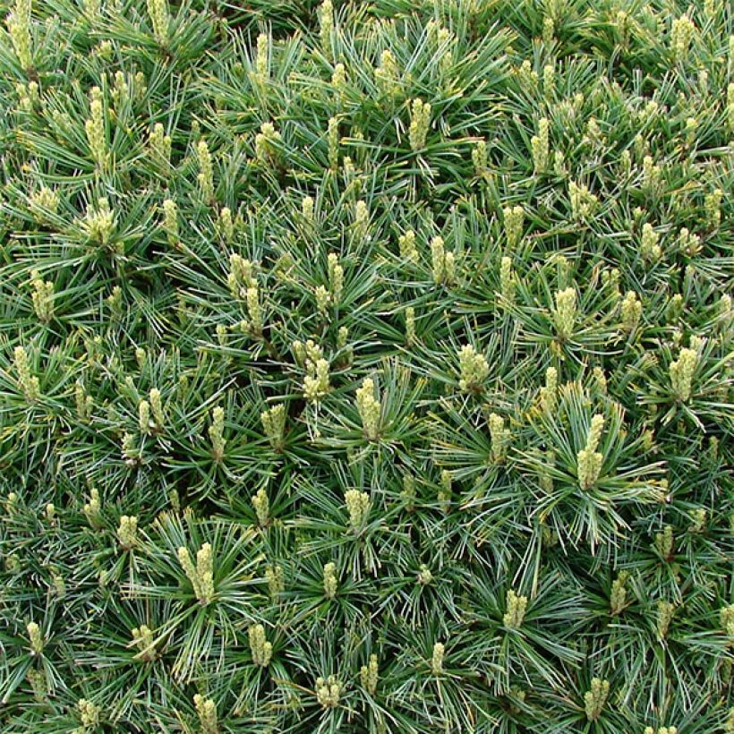 Pin de Weymouth nain - Pinus strobus Minuta (Foliage)