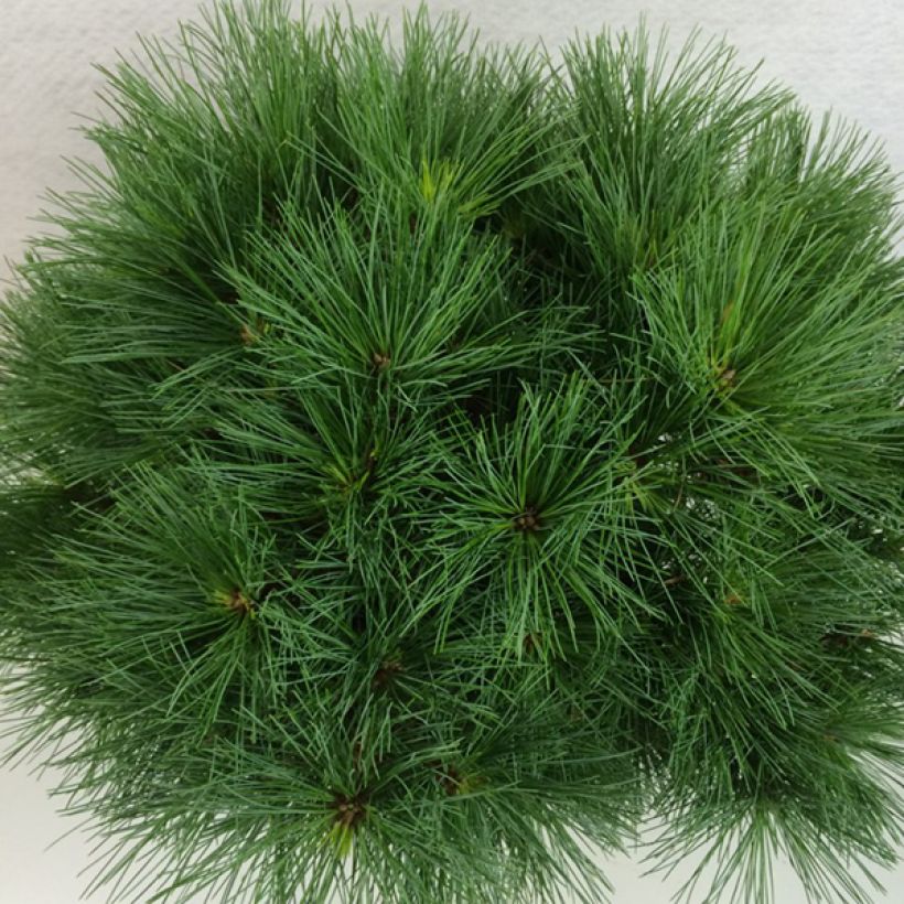 Pin de Weymouth - Pinus strobus Ontario                        (Foliage)