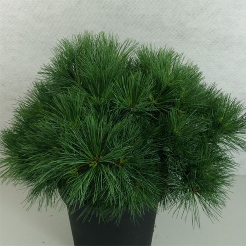 Pin de Weymouth - Pinus strobus Ontario                        (Plant habit)