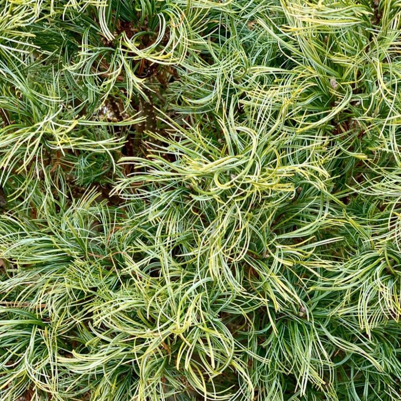 Pin Weymouth - Pinus strobus Tiny Kurls (Foliage)
