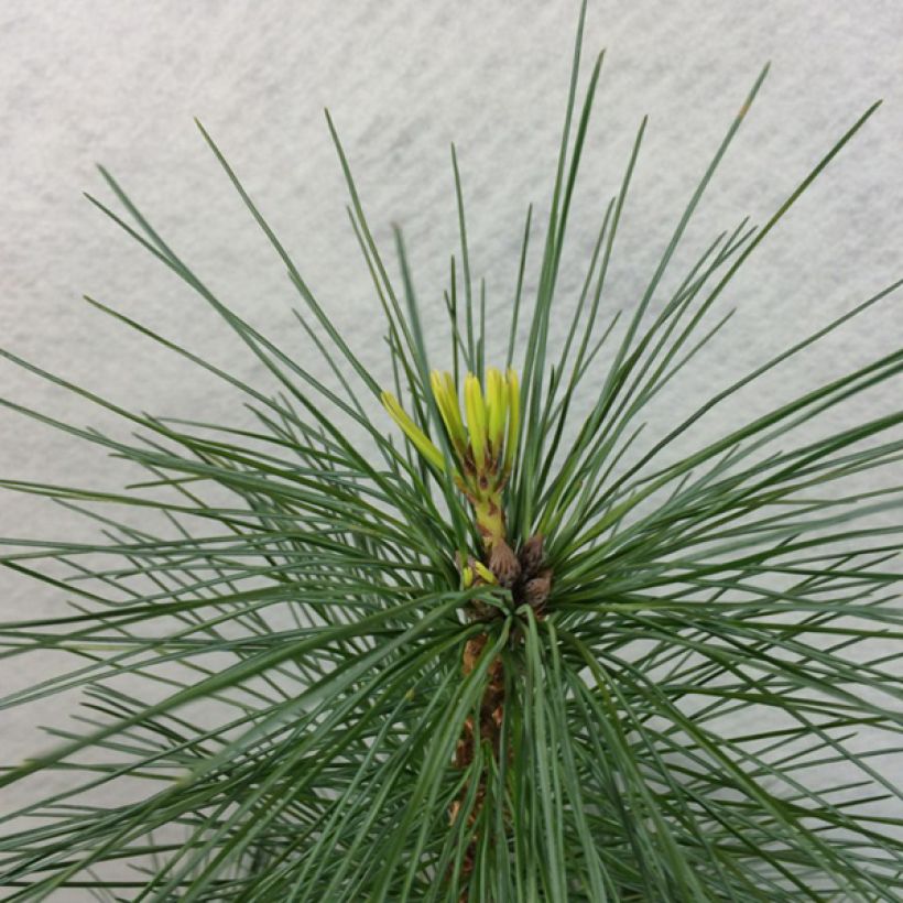 Pinus strobus Wendy - Pin de Weymouth nain                            (Foliage)