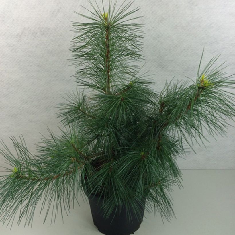 Pinus strobus Wendy - Pin de Weymouth nain                            (Plant habit)