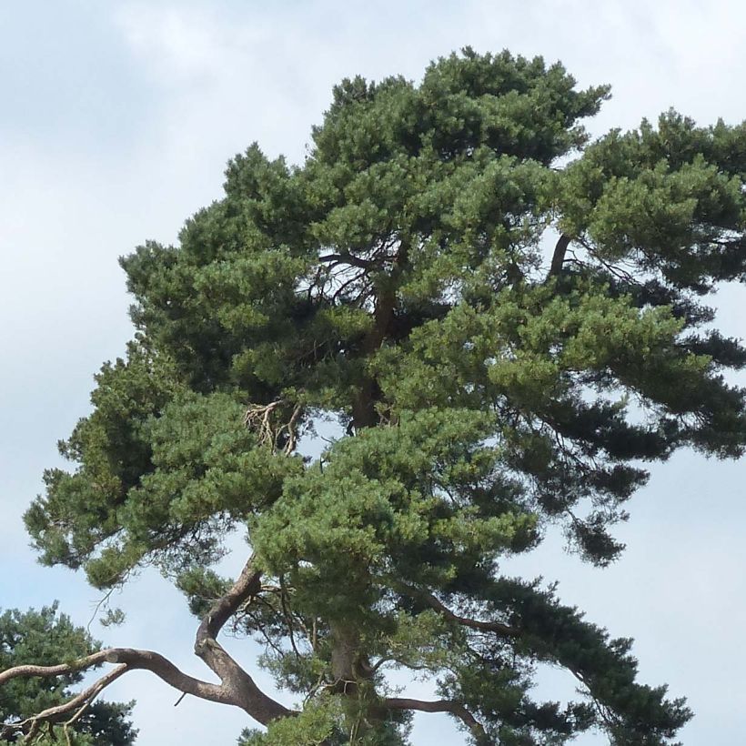 Pin sylvestre - Pinus sylvestris (Foliage)