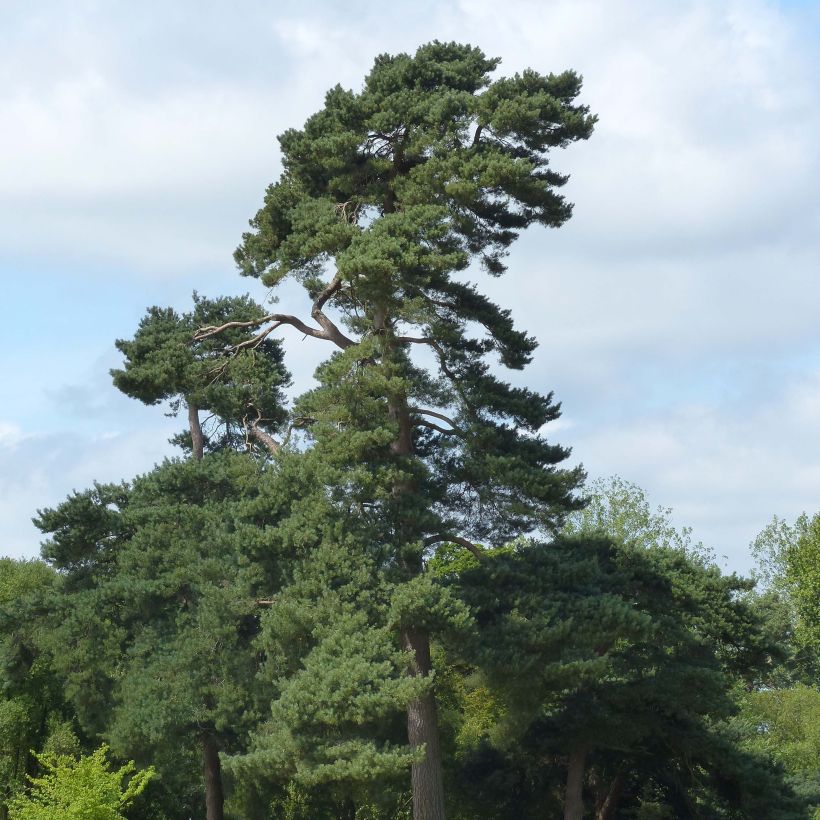 Pin sylvestre - Pinus sylvestris (Plant habit)