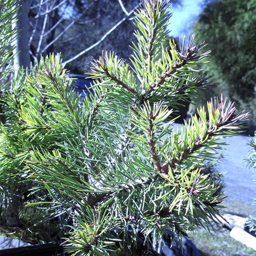 Pin sylvestre nain - Pinus sylvestris Doone Valley (Plant habit)