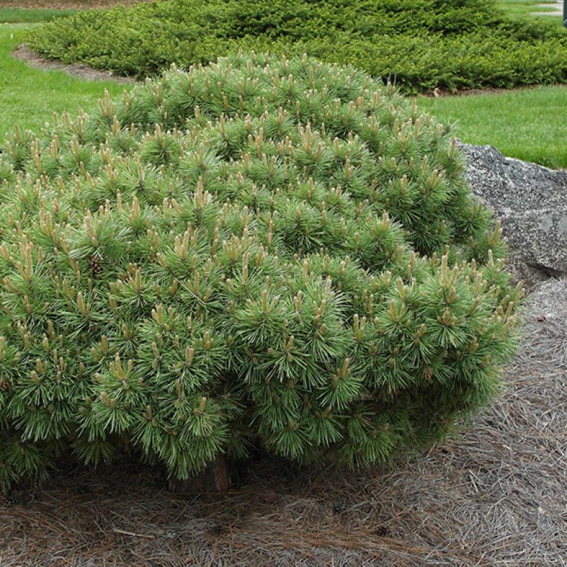 Pin sylvestre nain - Pinus sylvestris Sandringham               (Plant habit)