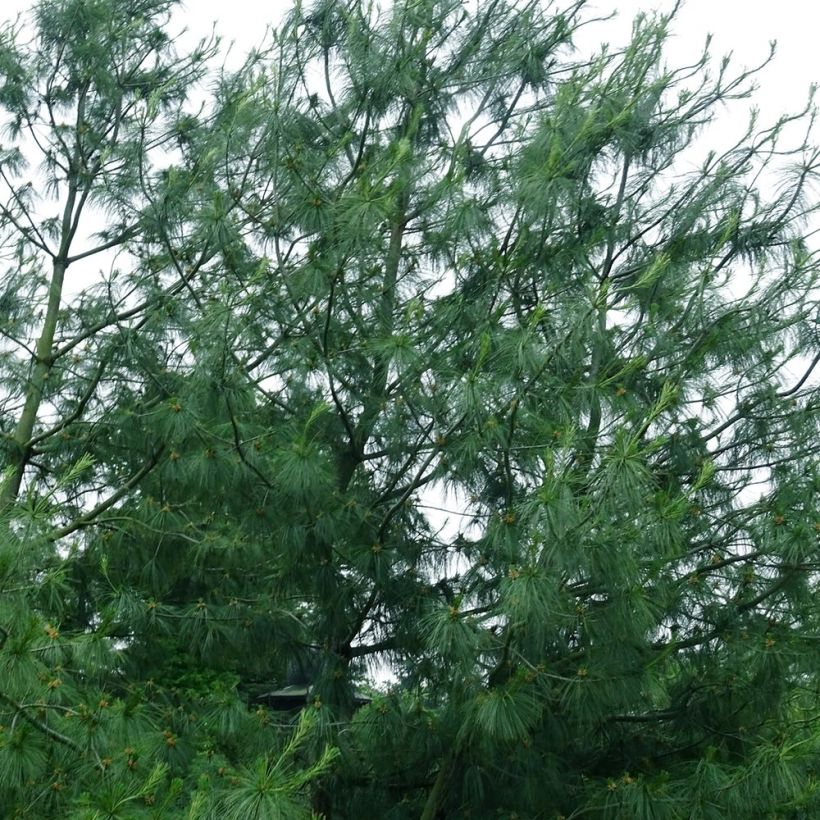 Pinus wallichiana - Pinus griffithii - Pin pleureur de l'Himalaya  (Plant habit)