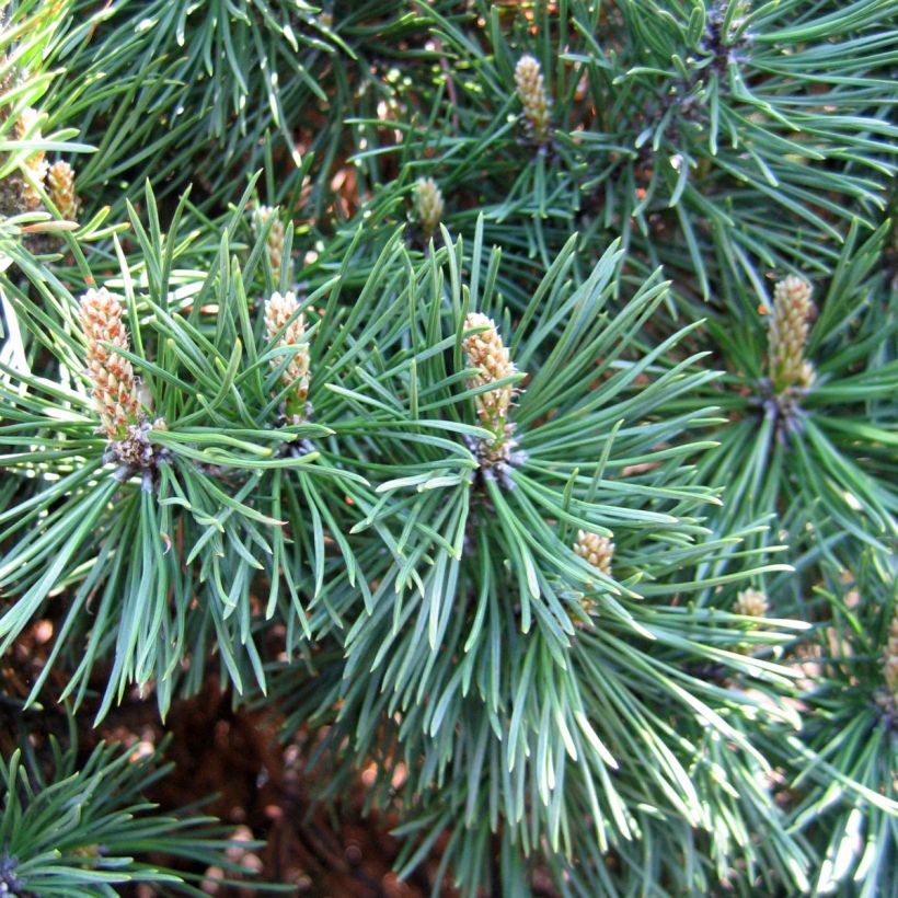 Pin de montagne - Pinus mugo Gnom (Harvest)
