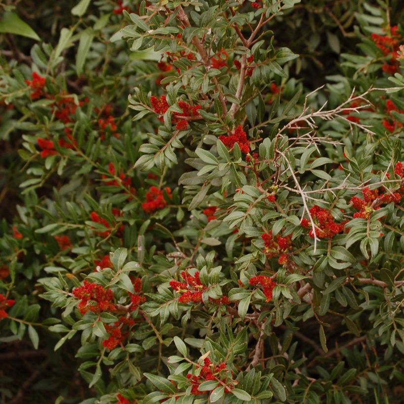Pistacia lentiscus - Lentisque pistachier (Flowering)