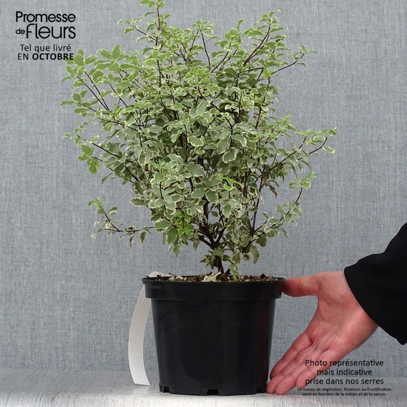 Example of Pittosporum eugenoides Variegatum Pot de 3L/4L as you get in automne