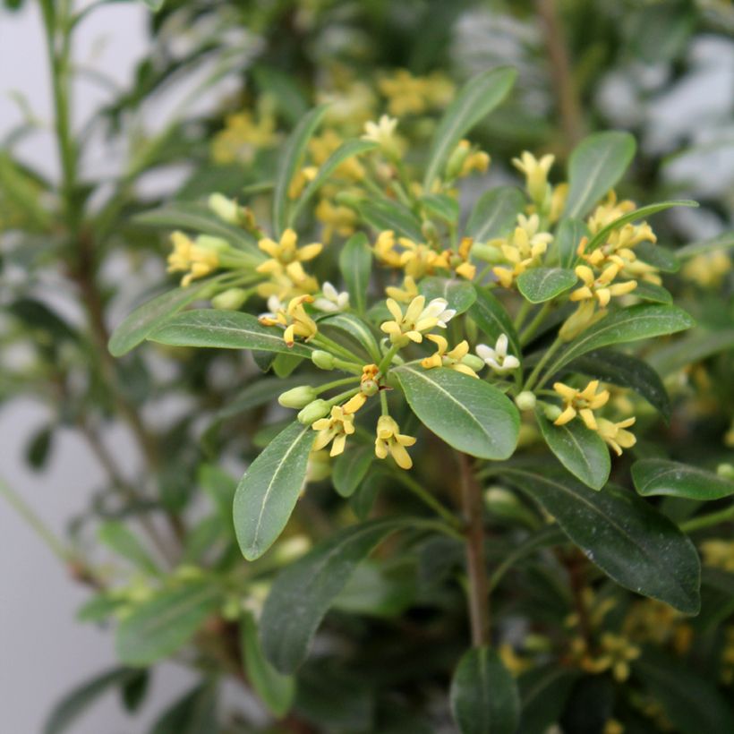 Pittosporum Green Mound (Foliage)