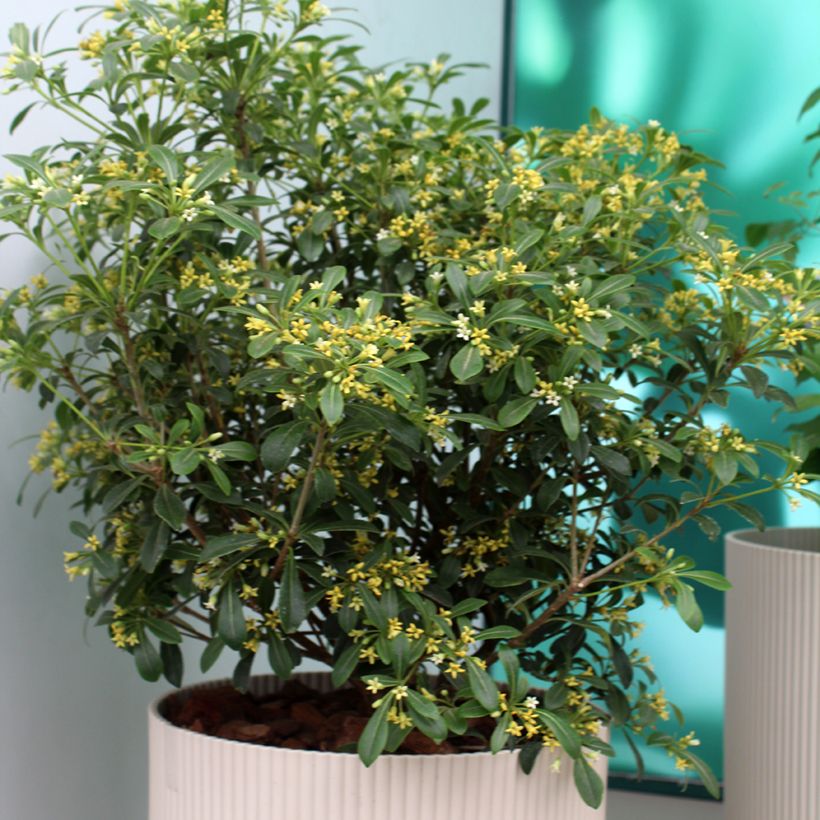 Pittosporum Green Mound (Plant habit)