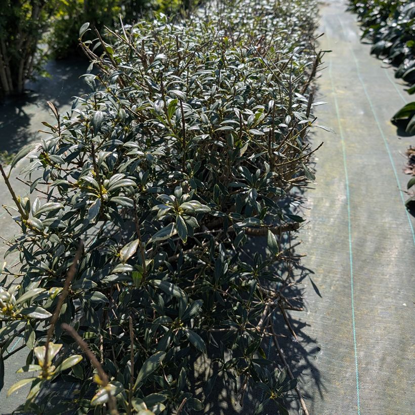 Pittosporum heterophyllum Quissac - Pittospore à feuilles variables (Plant habit)