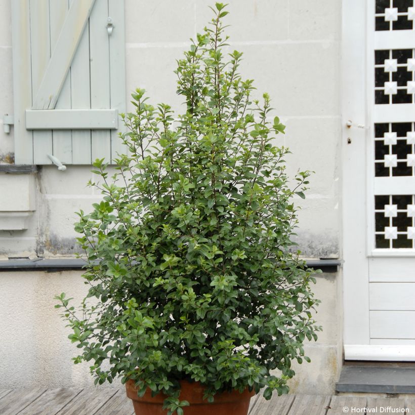 Pittosporum tenuifolium Irish Luck - Pittospore à petites feuilles (Plant habit)