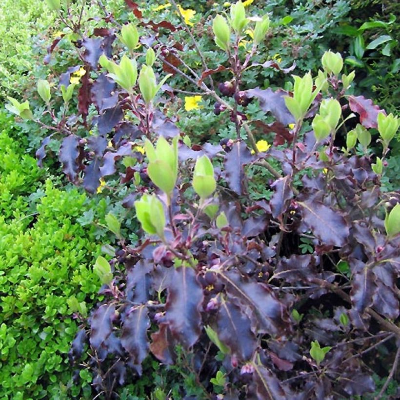 Pittosporum tenuifolium Purpureum - Pittosporum à petites feuilles (Foliage)