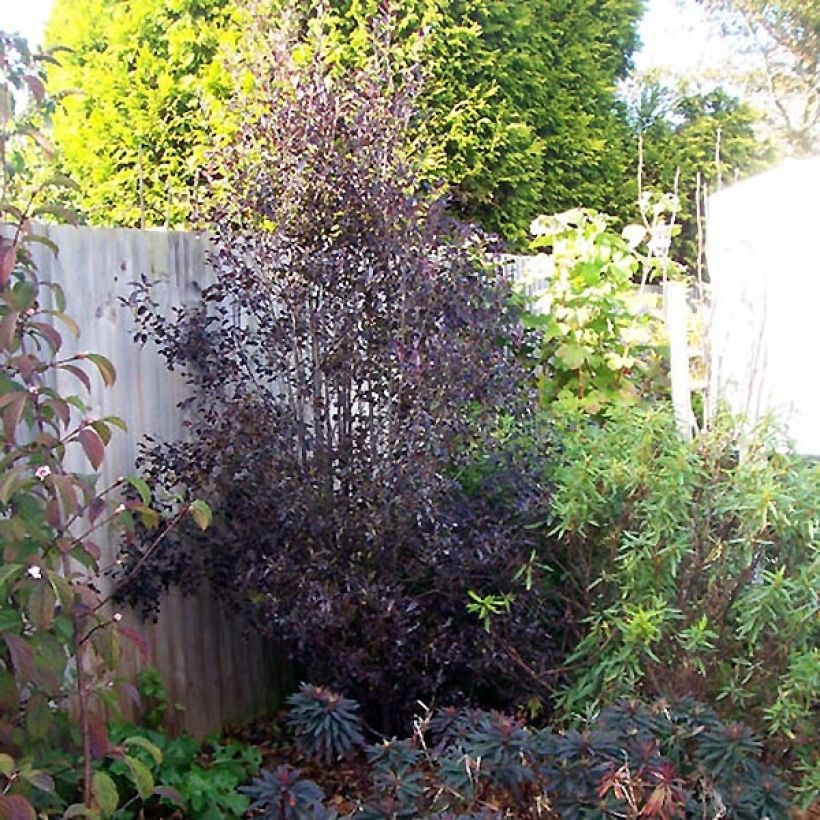 Pittosporum tenuifolium Purpureum - Pittosporum à petites feuilles (Plant habit)