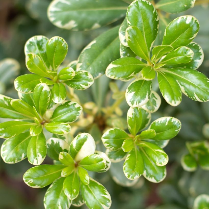 Pittosporum tobira nana Neige du mont Ventoux (Foliage)