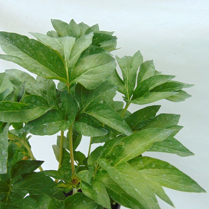 Pivoine Blaze (Foliage)