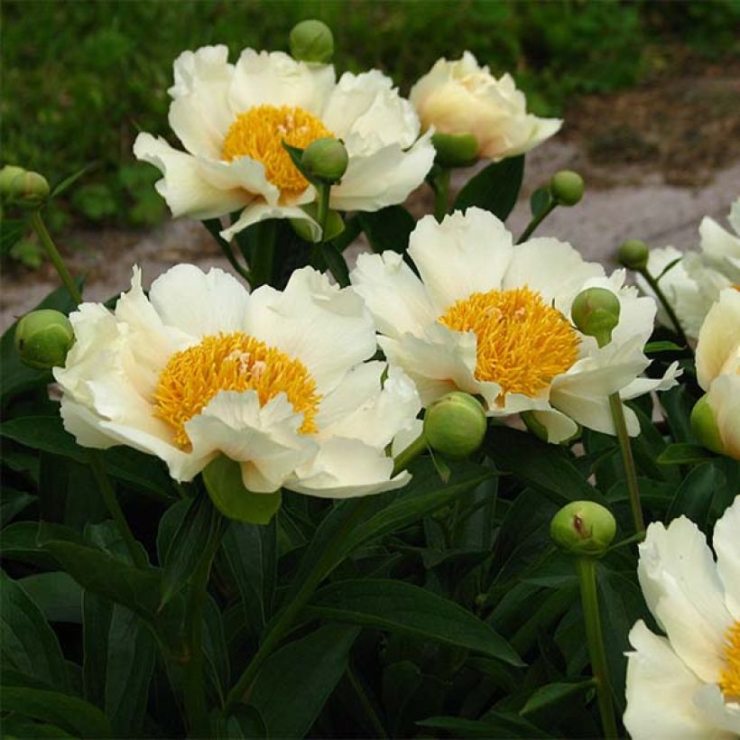 Pivoine Claire de Lune (Flowering)