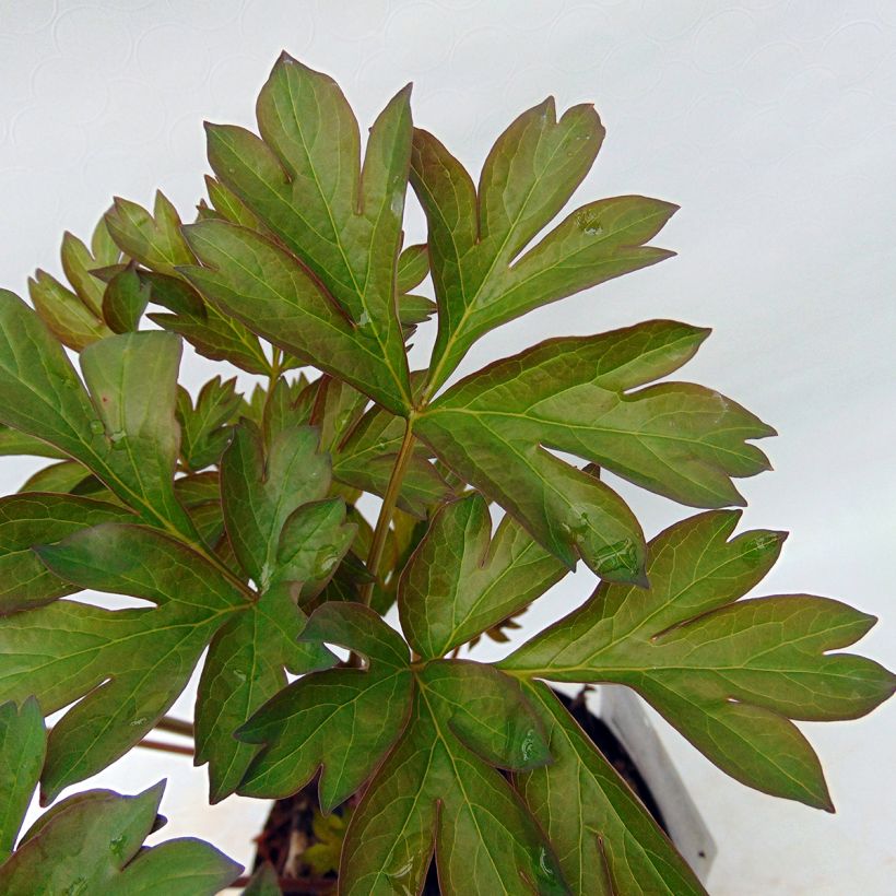 Pivoine Itoh Canary Brillant (Foliage)