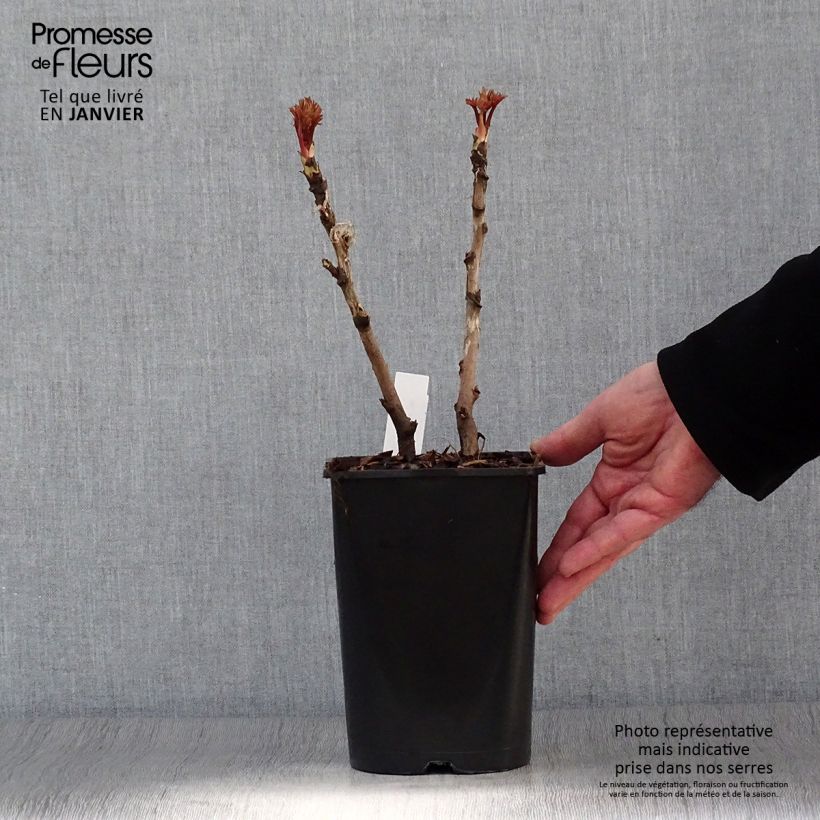 Example of Pivoine arbustive 02 Bai Yuan Hong Xia - Paeonia suffruticosa Pot de 2L/3L as you get in hiver
