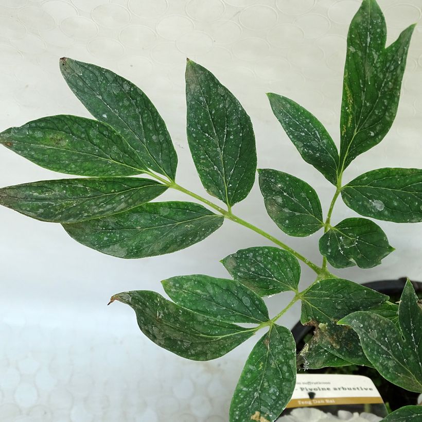 Pivoine arbustive 04 Feng Dan Bai - Paeonia ostii (Foliage)