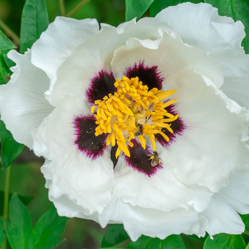 Pivoine arbustive 04 Feng Dan Bai - Paeonia ostii (Flowering)