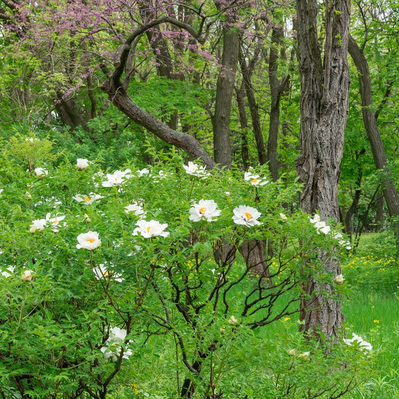 Pivoine arbustive 04 Feng Dan Bai - Paeonia ostii (Plant habit)