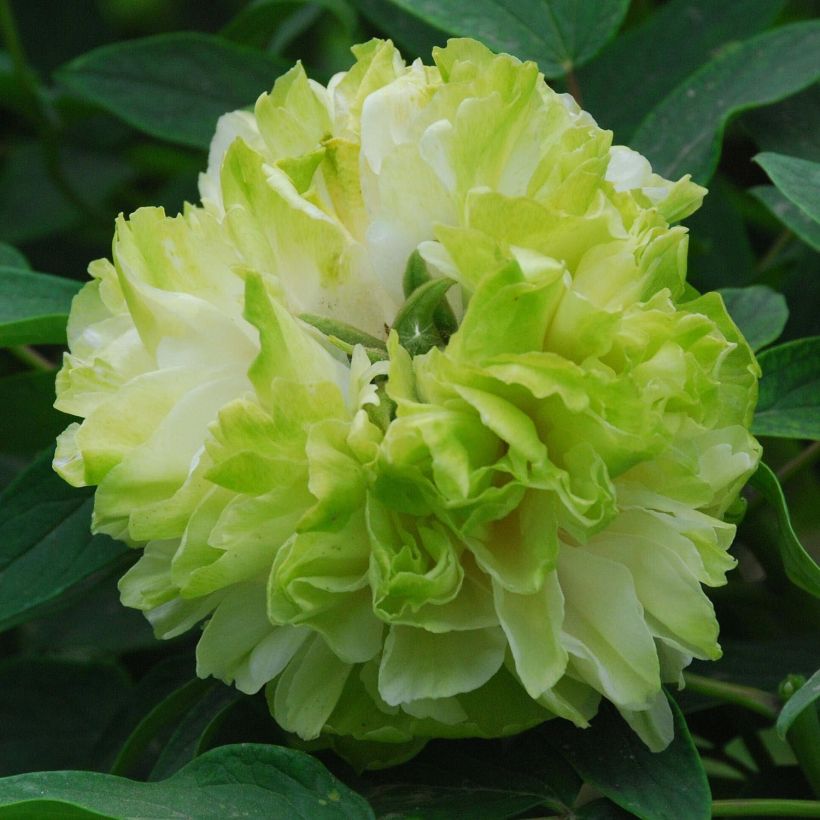 Pivoine arbustive 10 Lu Mu Ying Yu - Paeonia suffruticosa (Flowering)